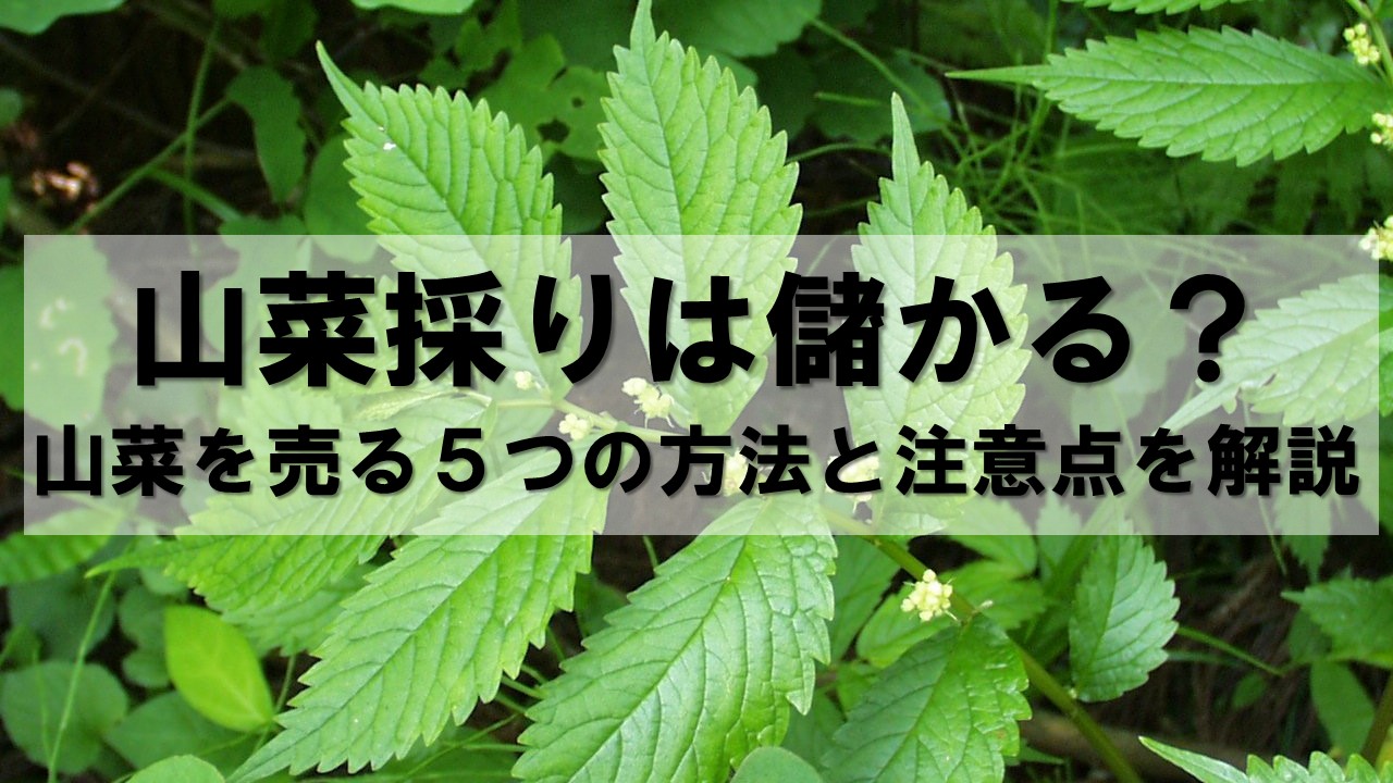 山菜採りは儲かる？山菜を売る5つの方法と注意点を解説