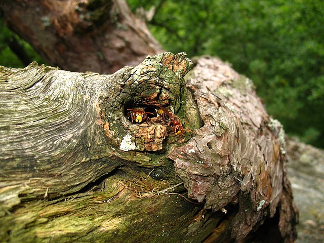 倒木の穴に潜むスズメバチ
