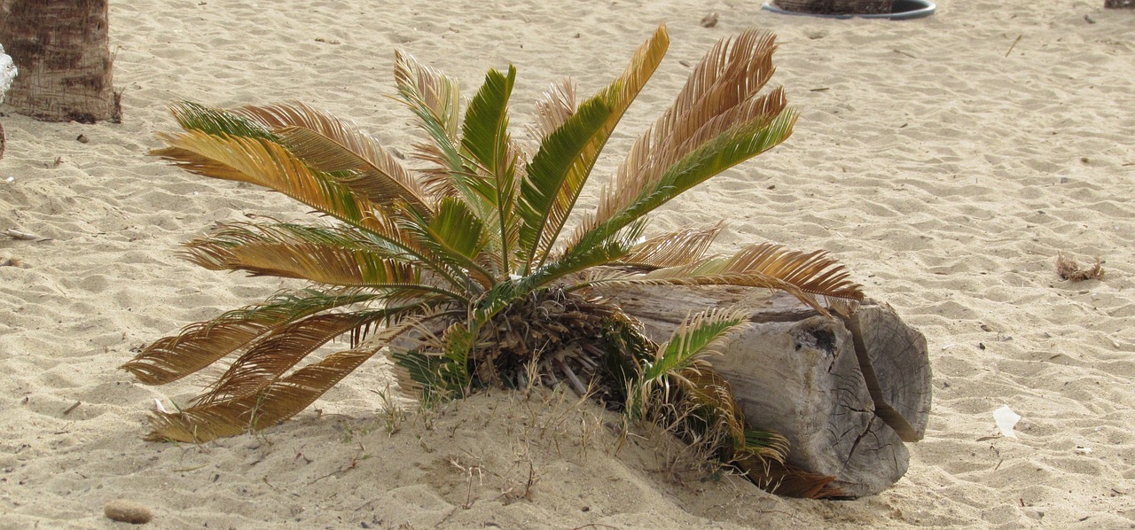 砂浜に漂着した流木とヤシの実