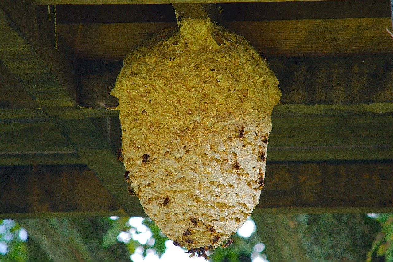 軒先に作られた蜂の巣