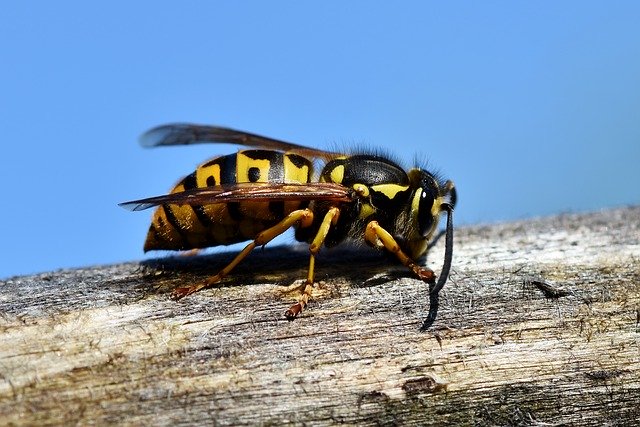 蜂の巣駆除の仕事はどれだけ危険？副業の手段として稼ぐ方法を解説 