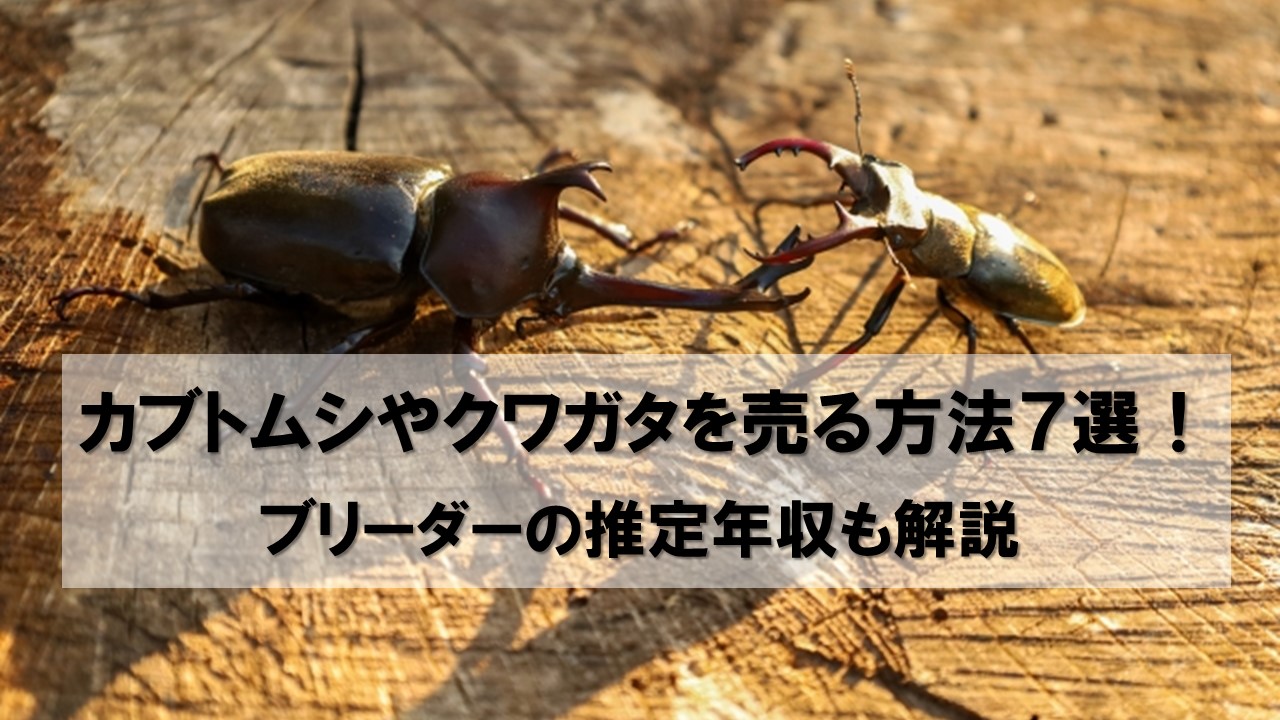 カブトムシやクワガタを売る方法7選！ブリーダーの推定年収も解説 | 働きペディア