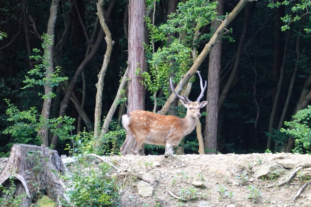 山林に出没した野生の鹿