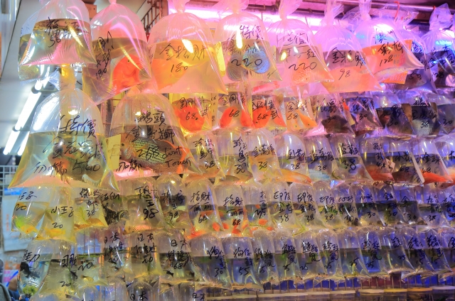 香港の金魚市場で売られている金魚