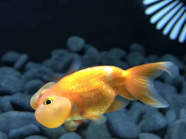 金魚の水泡眼