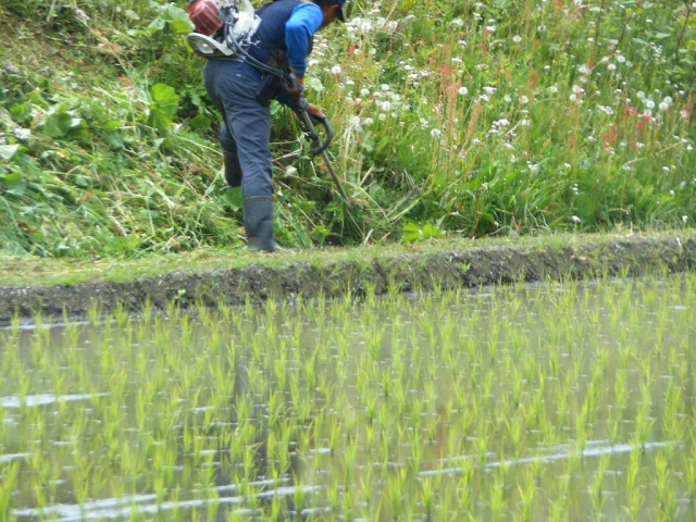 水田で草刈り作業をする男性