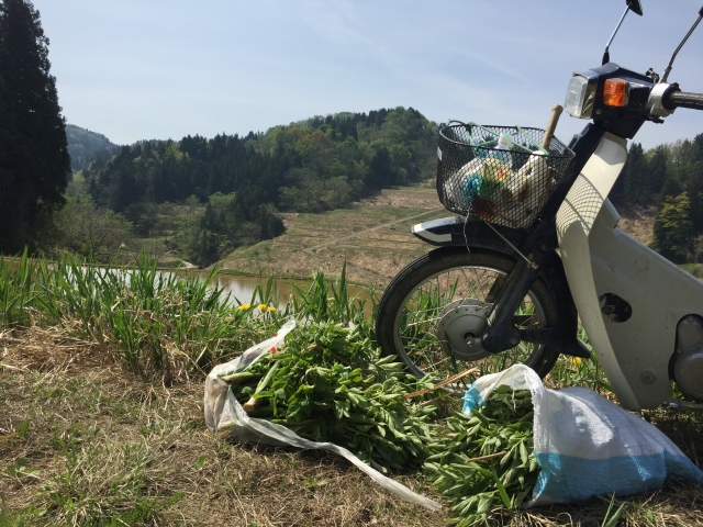 収穫した山菜とバイク