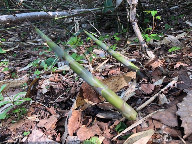 地面に出てきた根曲がり竹のタケノコ