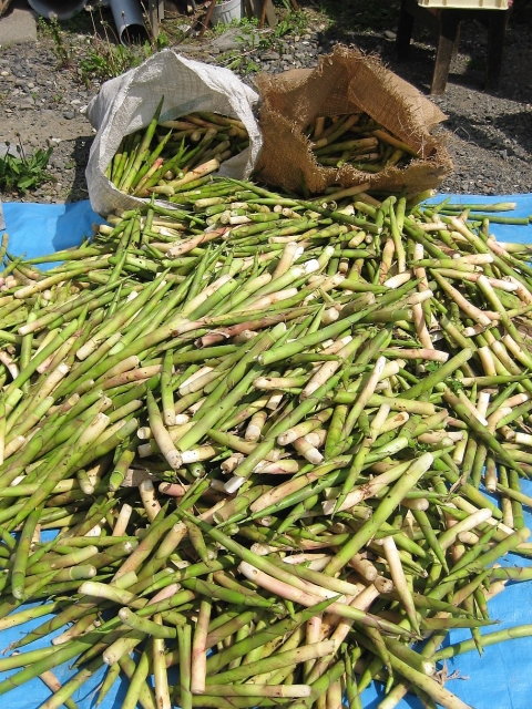 大量に収穫した笹のタケノコ