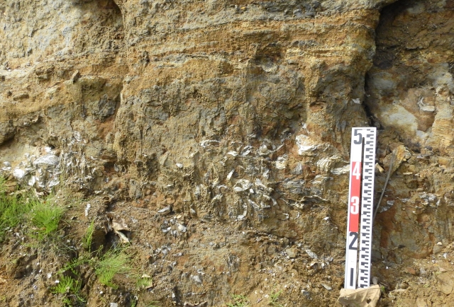 化石が露出した地層