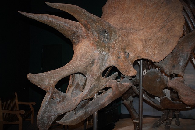 トリケラトプスの化石
