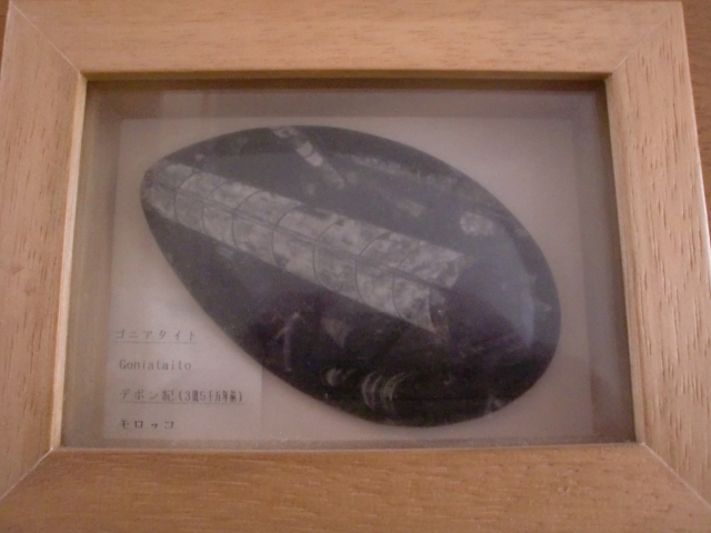 ゴニアタイトの化石標本