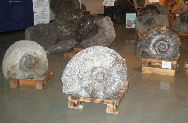 展示されているアンモナイトの化石