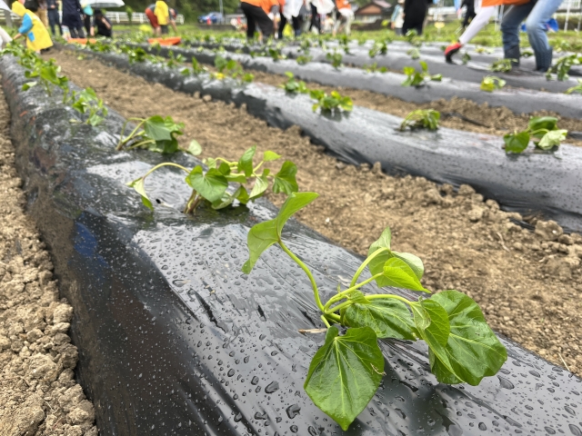 野菜の定植作業