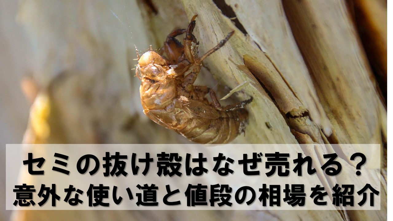セミの抜け殻はなぜ売れる？意外な使い道と値段の相場を紹介
