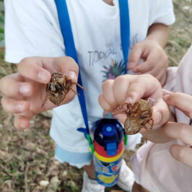 セミの抜け殻を手にする子どもたち