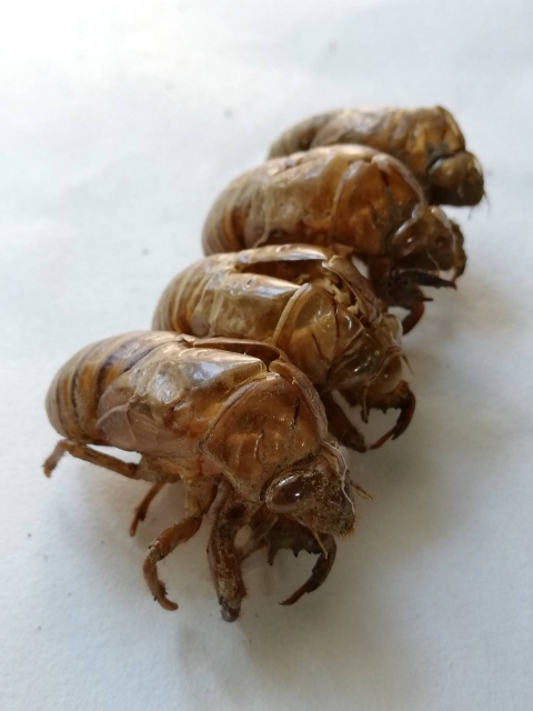 セミの抜け殻を並べたところ