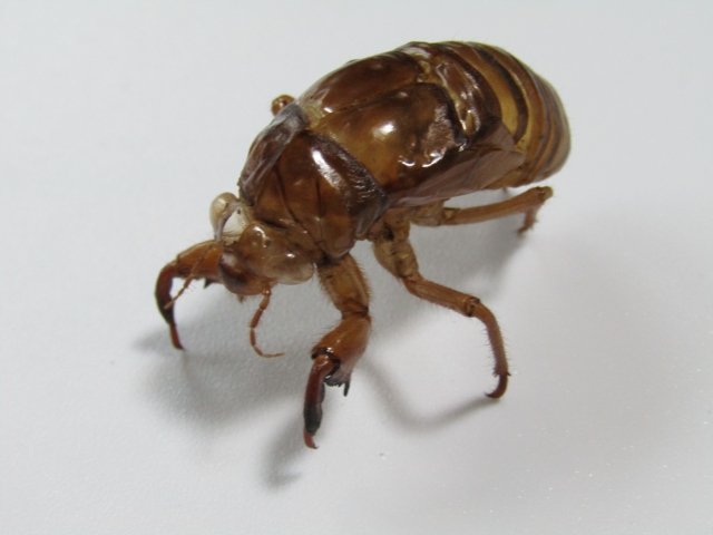 フィギュアのようなセミの抜け殻