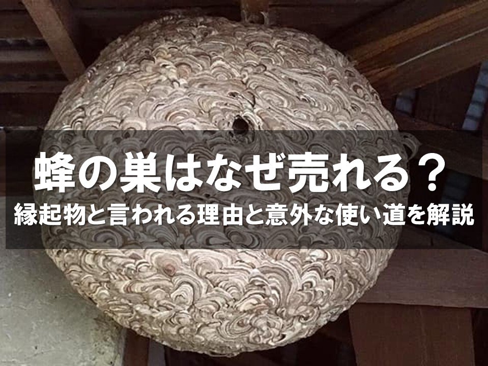 蜂の巣はなぜ売れる？縁起物と言われる理由と意外な使い道を解説