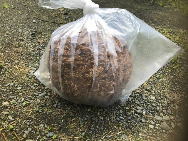 駆除したスズメバチの巣