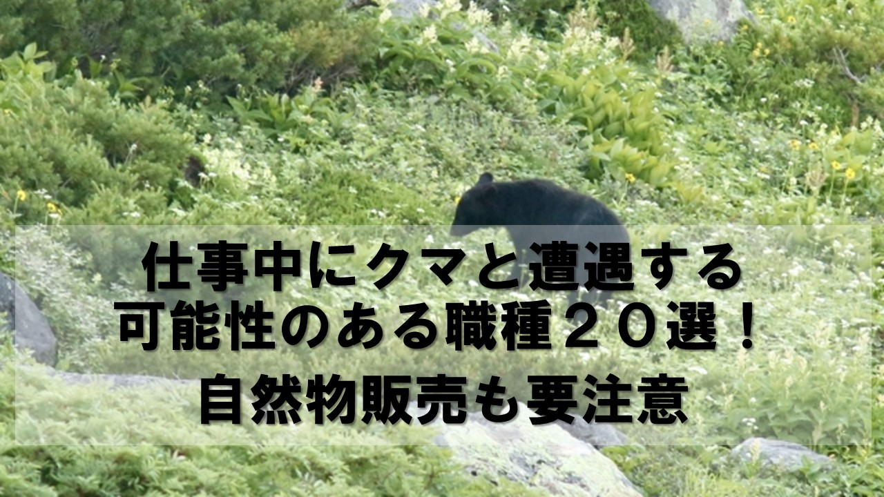 仕事中にクマと遭遇する可能性のある職種20選！自然物販売も要注意